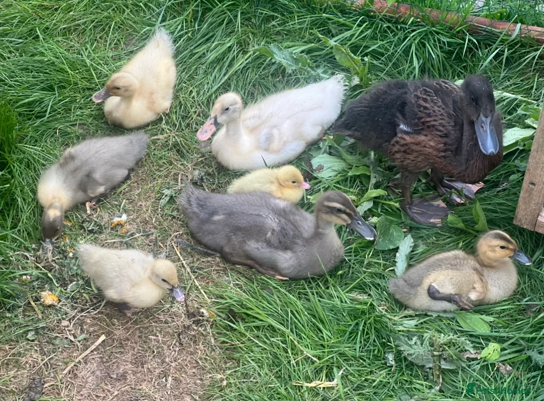 Ducks poultry for sale: Ducklings - Advert 5