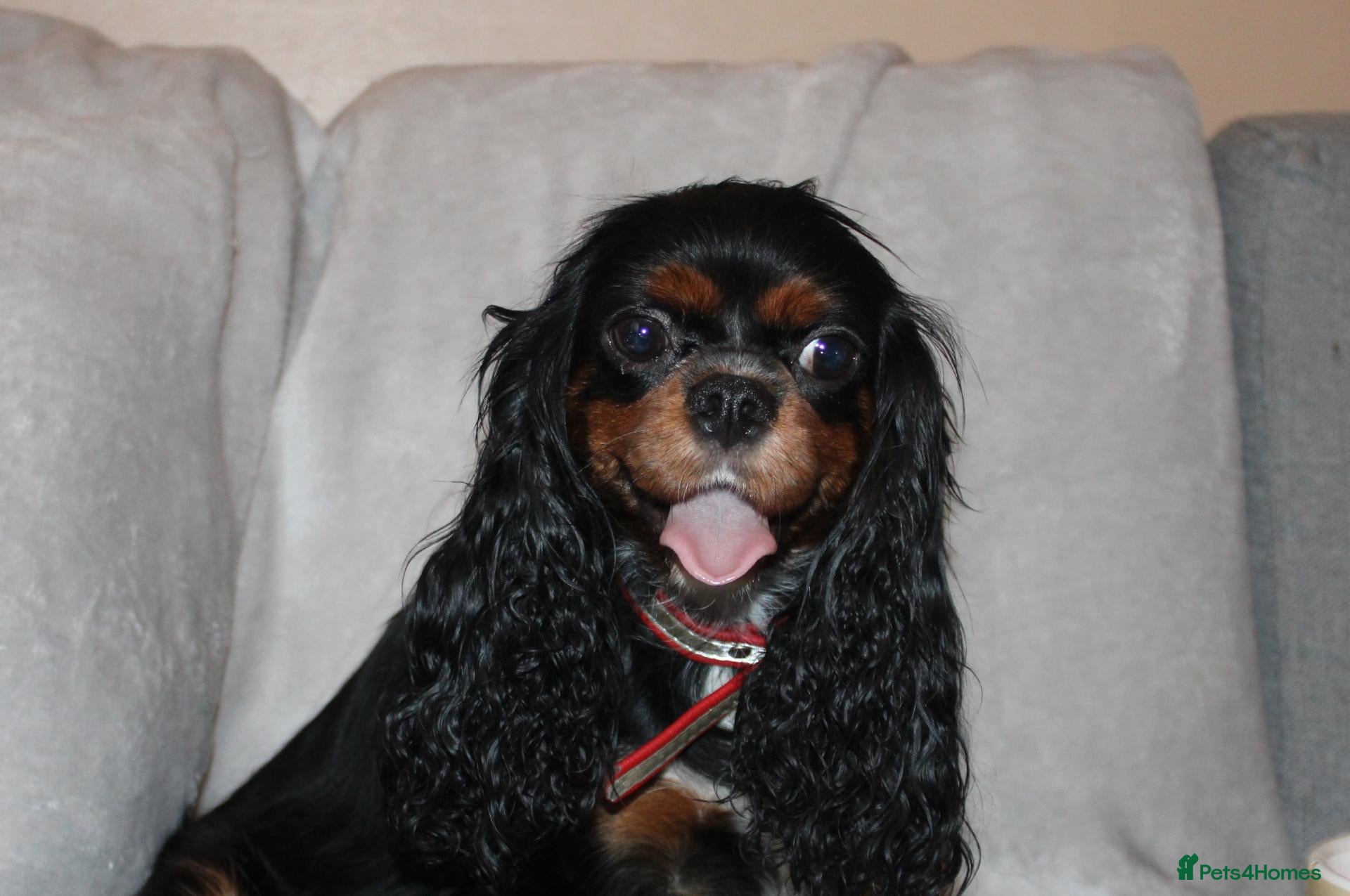 Cavalier King Charles Spaniel dogs Beautiful Cavalier Kong Charles Spaniel Puppies - Advert 5