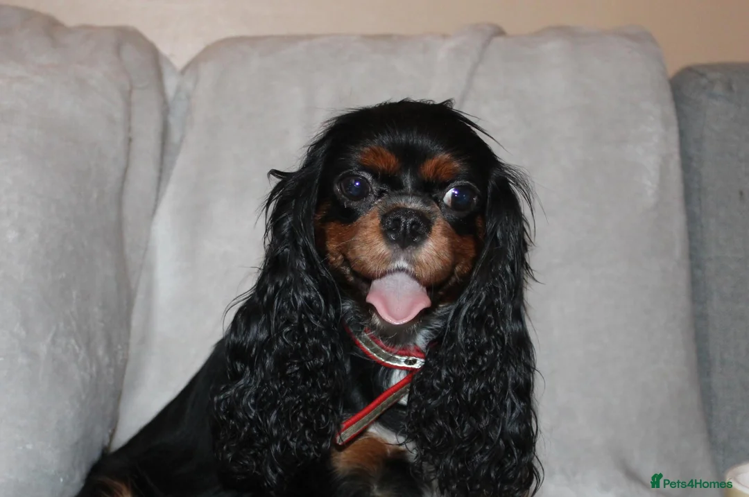 Cavalier King Charles Spaniel dogs for sale: Beautiful Cavalier Kong Charles Spaniel Puppies - Advert 1