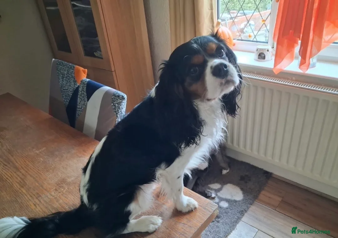 Cavalier King Charles Spaniel dogs for sale: Tri/ Blenheim Cavalier King Charles Puppies ready  - Advert 28
