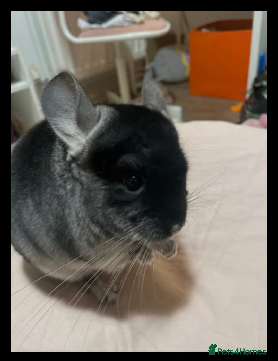 Chinchilla rodents for sale: Chinchilla’s for sale - Image 3