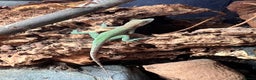 Anole reptiles for sale: Panther Anoles (Anolis Leachii) - Advert 5