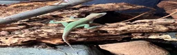 Anole reptiles for sale: Panther Anoles (Anolis Leachii) - Advert 5