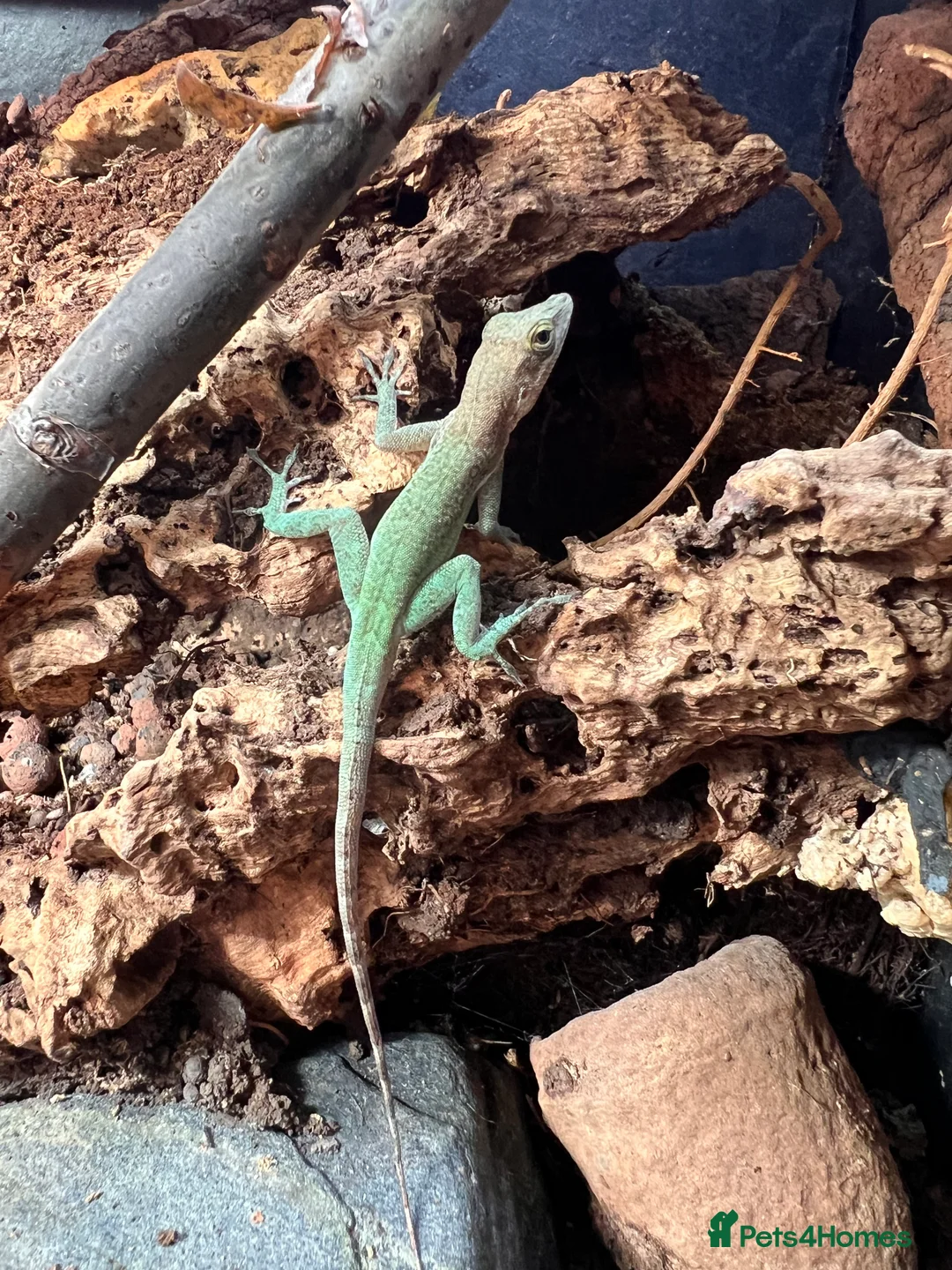 Anole reptiles for sale: Panther Anoles (Anolis Leachii) - Advert 5