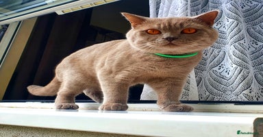 British Shorthair cats in Manchester - Advert 3