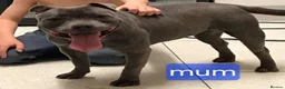 Staffordshire Bull Terrier dogs for sale: Blue starrordshirebull terrior - Advert 3