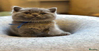 British Shorthair cats - Advert 4
