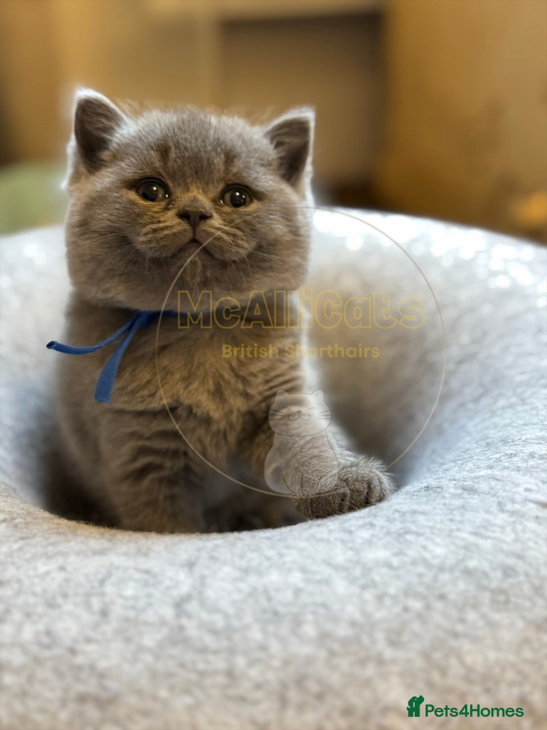 British Shorthair cats for sale: GORGEOUS Pedigree BSH Kittens from Show Breeder - Image 2