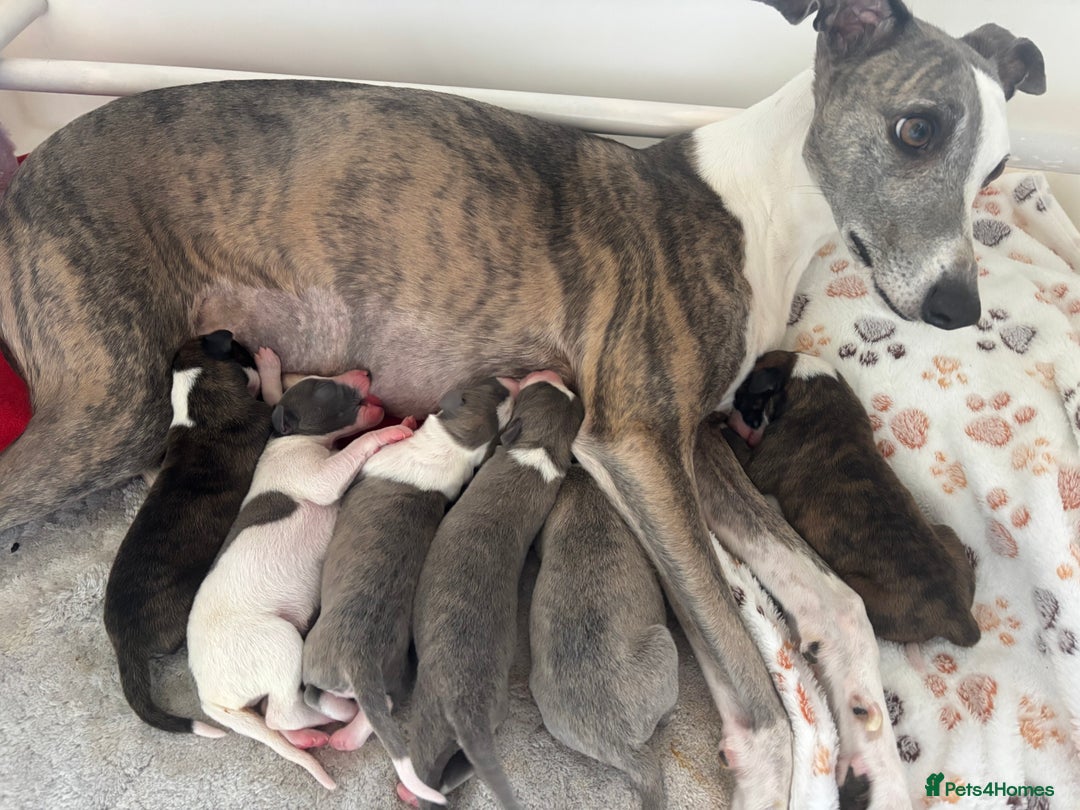 Whippet dogs for sale: Beautiful Blue Girl Whippet pup LAST ONE - Advert 3