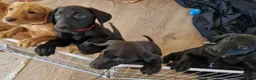 Labrador Retriever dogs for sale: Kc registered Labrador puppies  - Advert 6