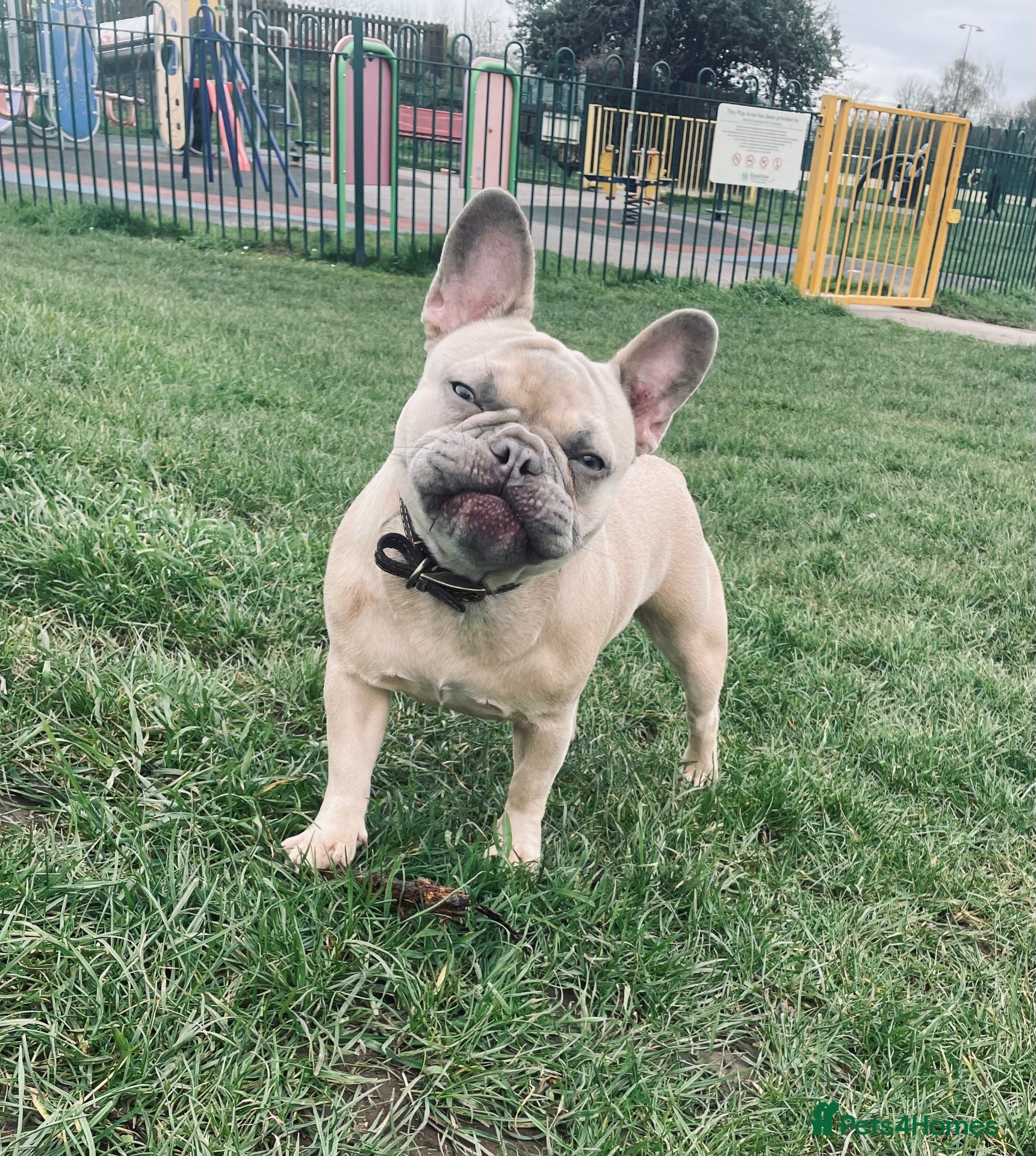 French Bulldog dogs A beautiful French bulldog for sale - Advert 2