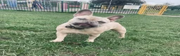 French Bulldog dogs for sale: A beautiful French bulldog for sale in Newark - Advert 1