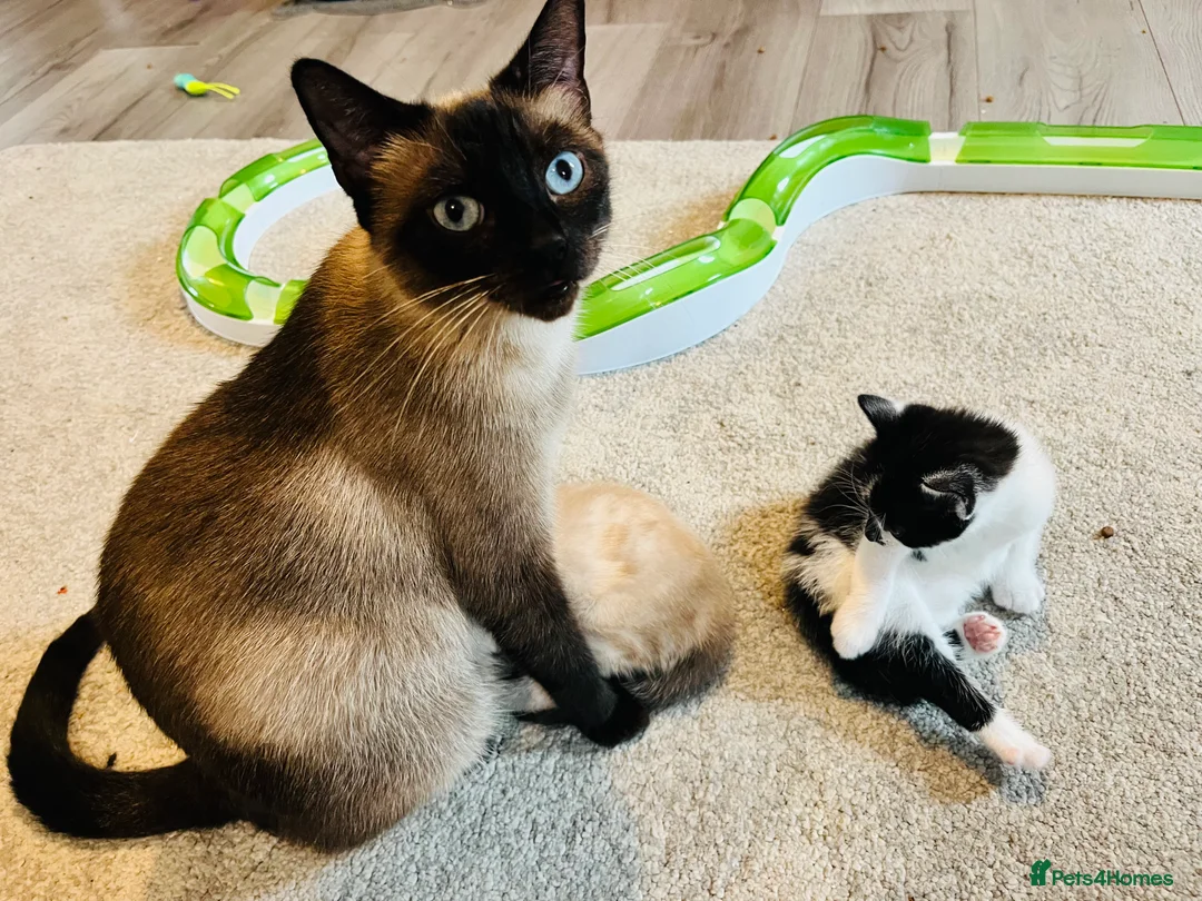 Mixed Breed cats for sale: Beautiful Black and White Kittens  - Advert 10