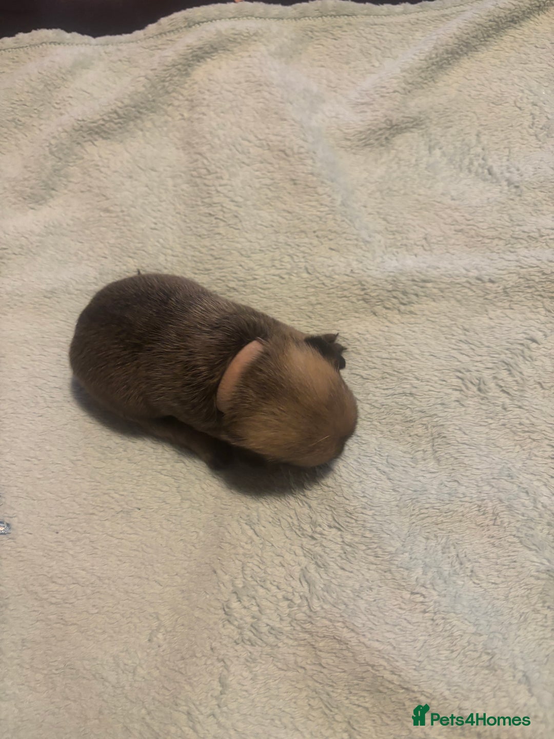 Pug dogs for sale: Pug Puppies  - Image 4