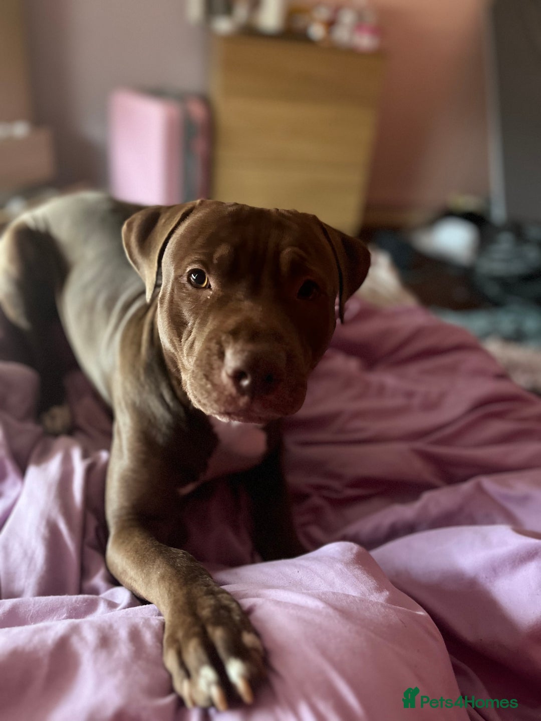 Staffordshire Bull Terrier dogs for stud: staffy cross stud only NOT SALE - Advert 3