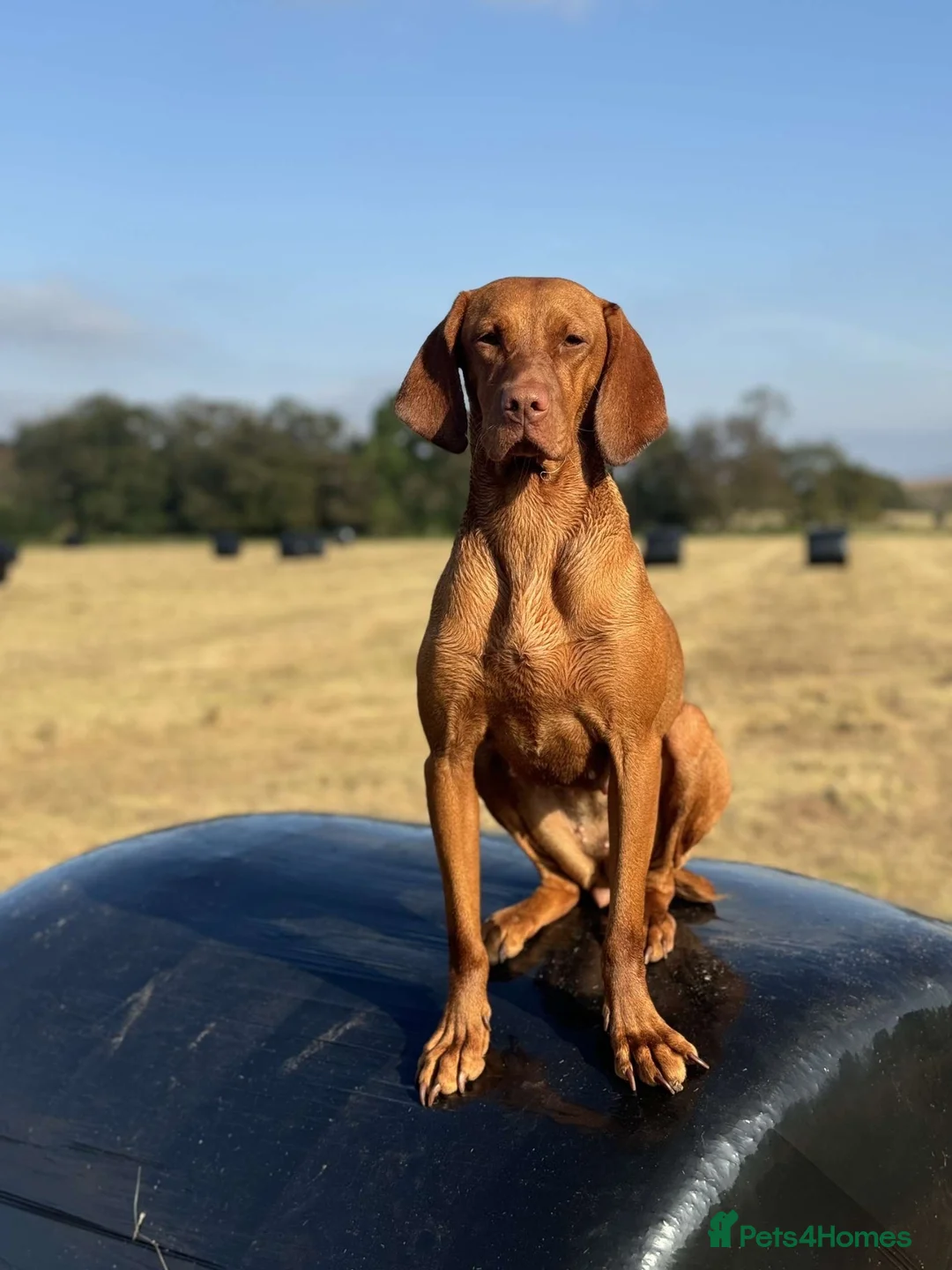 Hungarian Vizsla dogs for sale: Hungarian Vizsla Puppies  - Advert 1