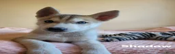 Siberian Husky dogs for sale: 💙♥️ 7 puppies looking for forever home ♥️💙 in Newcastle - Advert 22