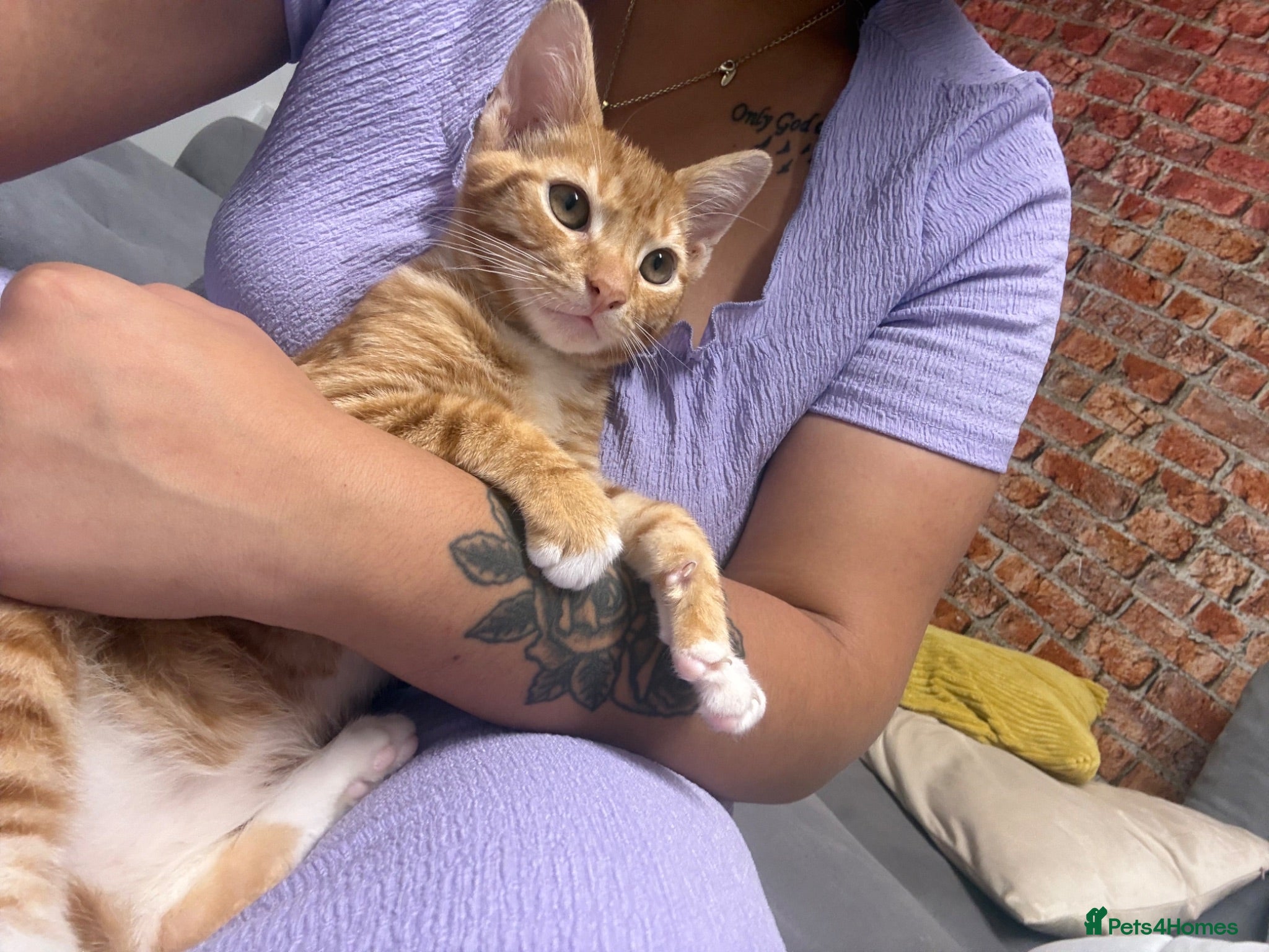 Domestic Shorthair cats Adorable ginger kitten - Super Cuddly 🧡 - Advert 1