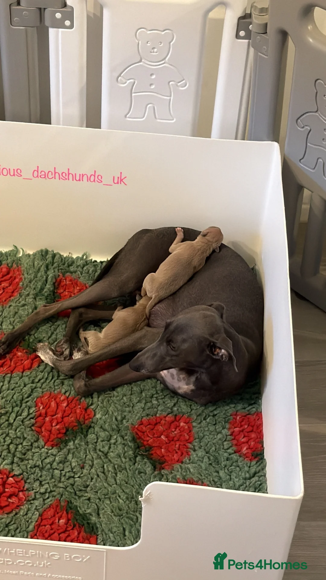 Italian Greyhound dogs for sale: Exceptional KC Italian greyhound puppies  - Advert 8