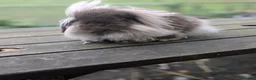 Mini Lion Lop rabbits for sale: Mini lion lops - Advert 10