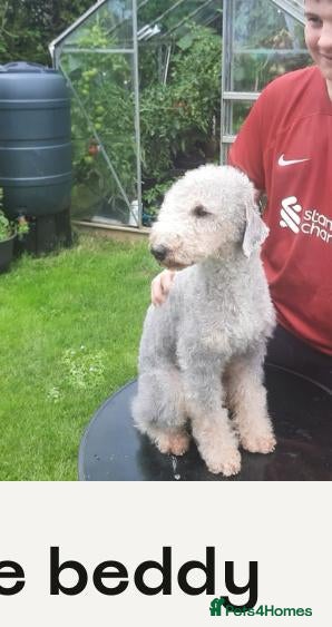 Bedlington Terrier dogs Bedlington terrier - Advert 2