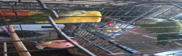 Parrots birds for sale: Alexandrine and quaker parrots  - Advert 3