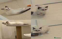 Ragdoll cats for sale: 2 Female Barbie Ragdolls🎀 in Ilford - Image 4