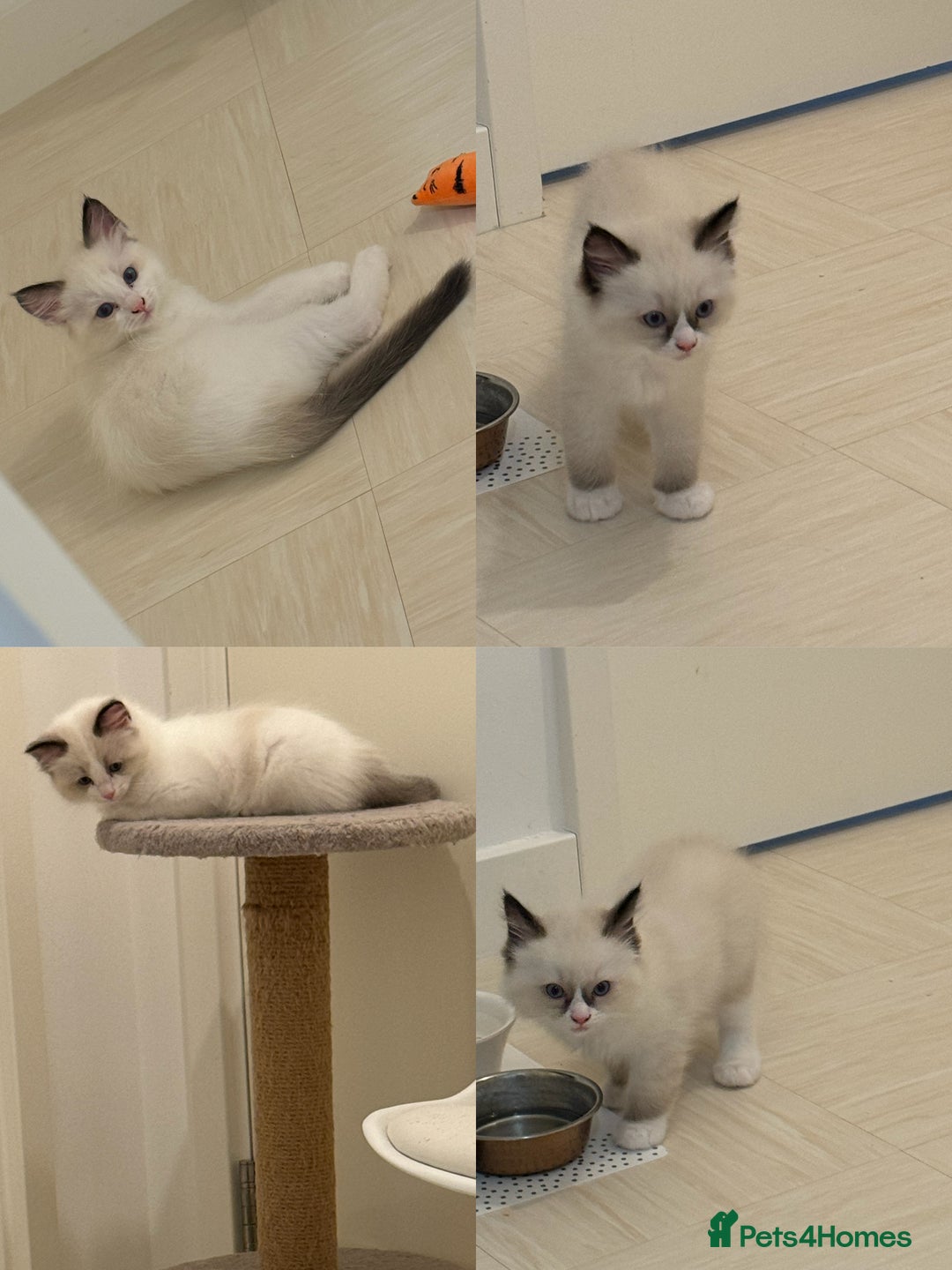 Ragdoll cats for sale: 2 Female Barbie Ragdolls🎀 in Ilford - Image 4
