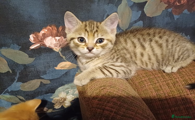Bengal cats - Advert 1