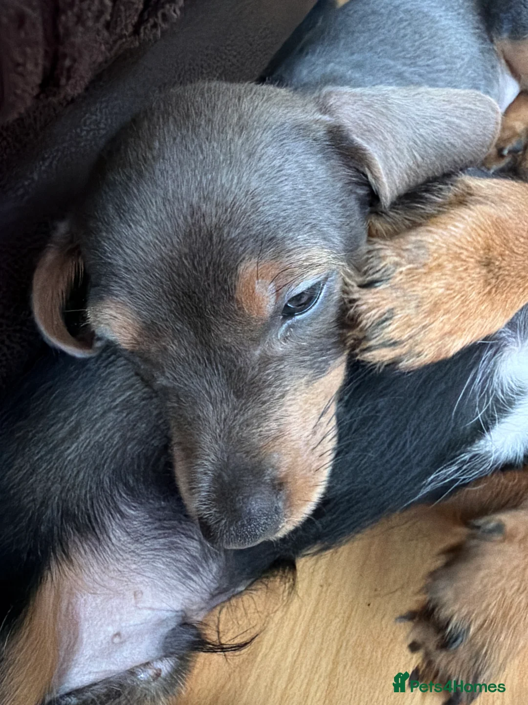 Mixed Breed dogs for sale: Beautiful Vaccinated Dorkie Puppies ready to go in South Ockendon - Advert 2