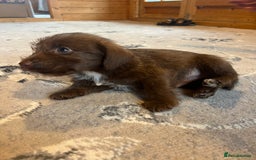 Mixed Breed dogs for sale: Jackapoo pups ready 9th August  - Image 10