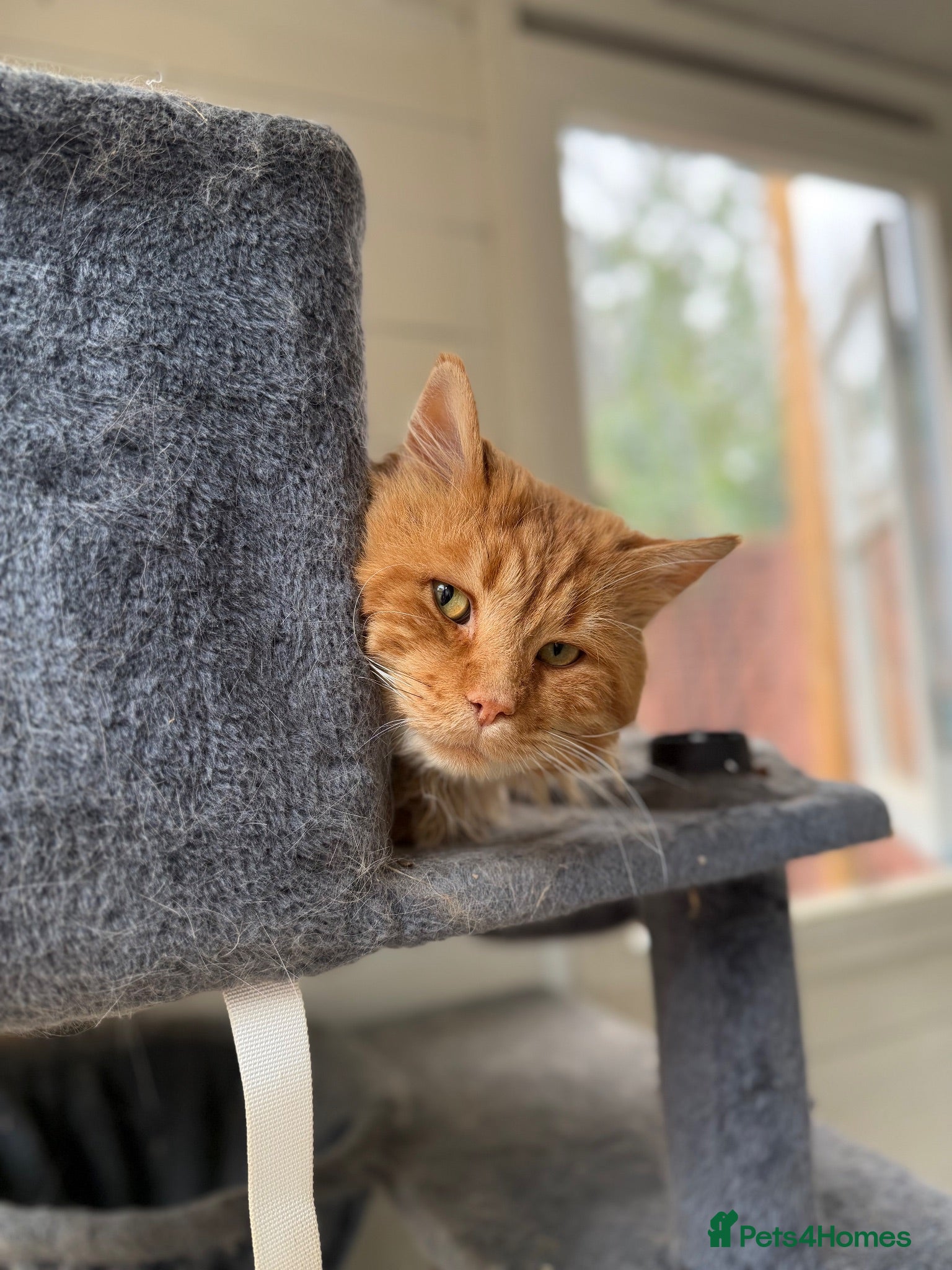 Maine Coon cats Stud For SALE! Maine Coon TICA Acive! - Advert 12