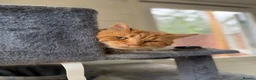 Maine Coon cats for sale: Stud For SALE! Maine Coon TICA Acive! - Advert 1