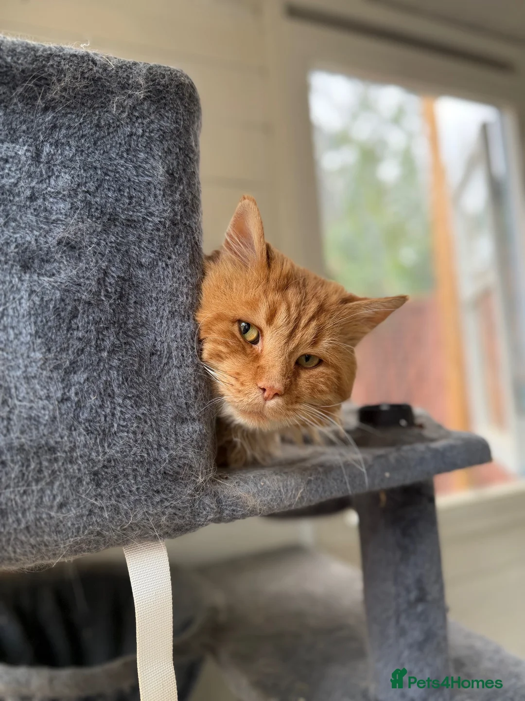 Maine Coon cats for sale: Stud For SALE! Maine Coon TICA Acive! - Advert 1