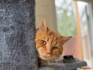 Maine Coon cats Stud For SALE! Maine Coon TICA Acive! - Advert 1