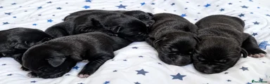 Borador 7