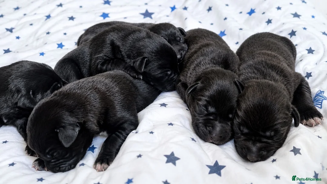 Borador dogs for sale: Beautiful borador puppies  - Advert 2