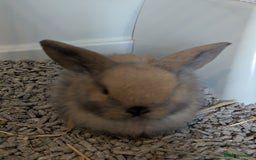 Mini Lop rabbits for sale: Baby pure bred mini lop rabbits - Image 4