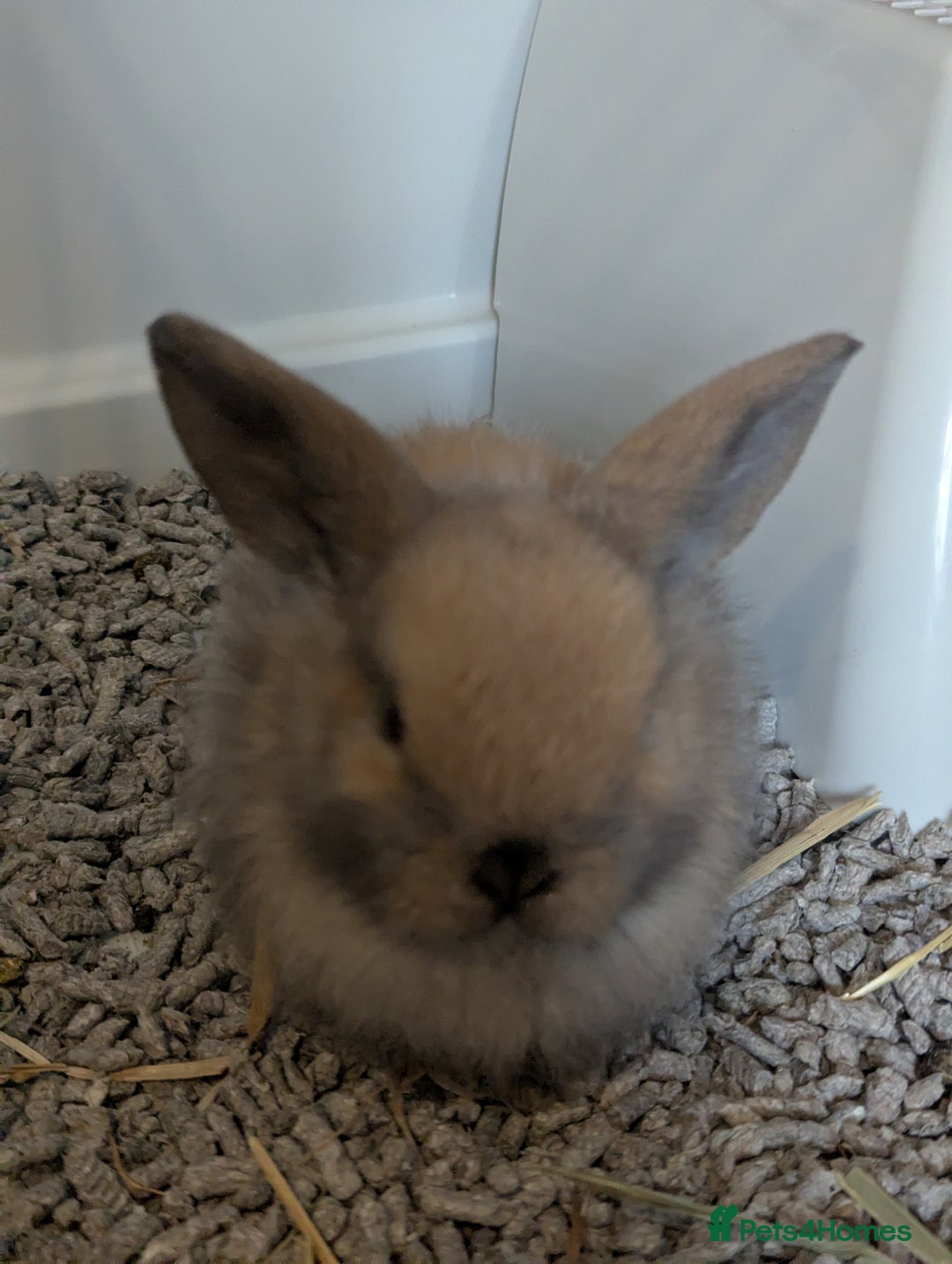 Mini Lop rabbits for sale: Baby pure bred mini lop rabbits - Image 4