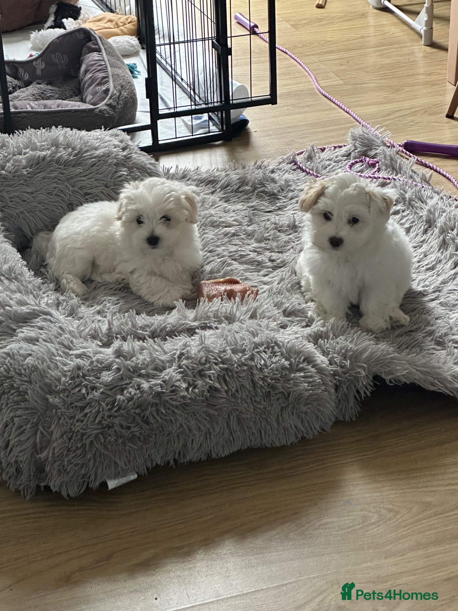Maltese dogs ONLY 2 GIRLS LEFT! Gorgeous baby Maltese  - Advert 14