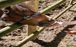 Shetland pony horses for sale: 6 yr old Gelding Shetland - Image 2