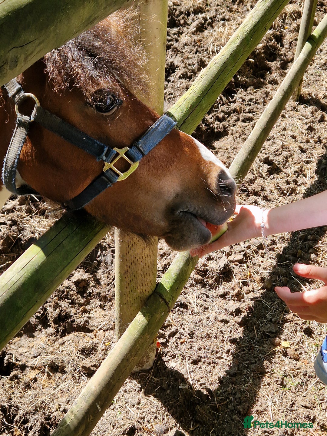 Shetland pony horses for sale: 6 yr old Gelding Shetland - Image 2