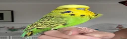 Budgerigars birds for sale: Super Tame Male Exhibition Budgie - Advert 3