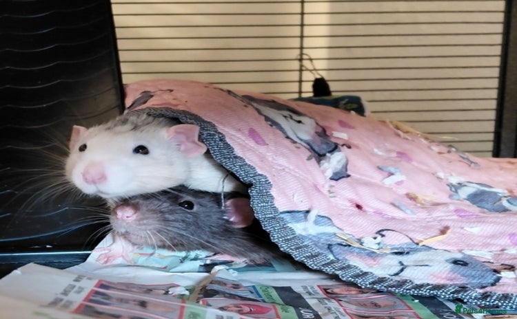 Rat rodents - Advert 1