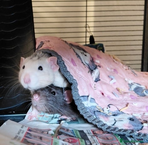 Rat rodents - Advert 20