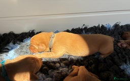 Labrador Retriever dogs for sale: Fox Red Labrador Pups, Health tested parents - Image 15