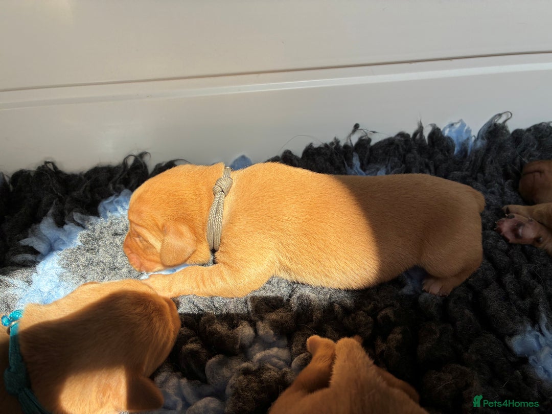 Labrador Retriever dogs for sale: Fox Red Labrador Pups, Health tested parents - Image 15