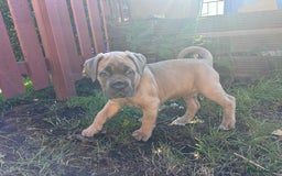 Cane Corso dogs for sale: Cane corso - Image 8