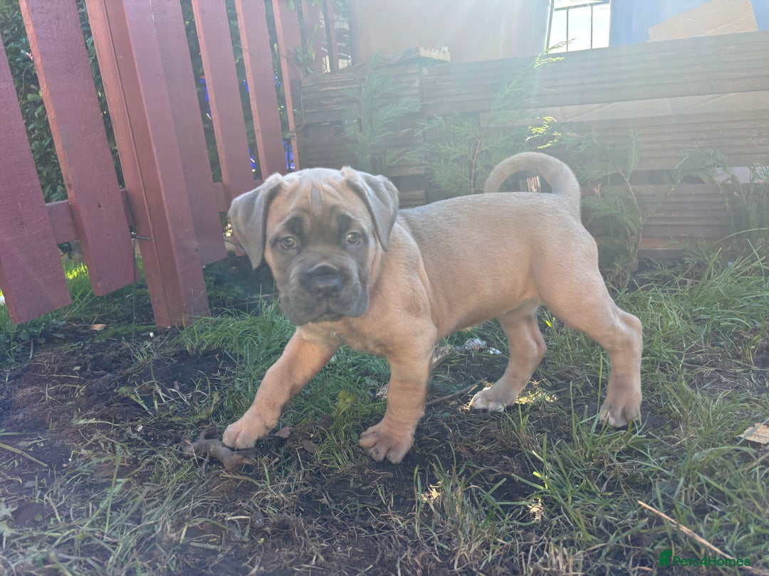 Cane Corso dogs for sale: Cane corso - Image 8