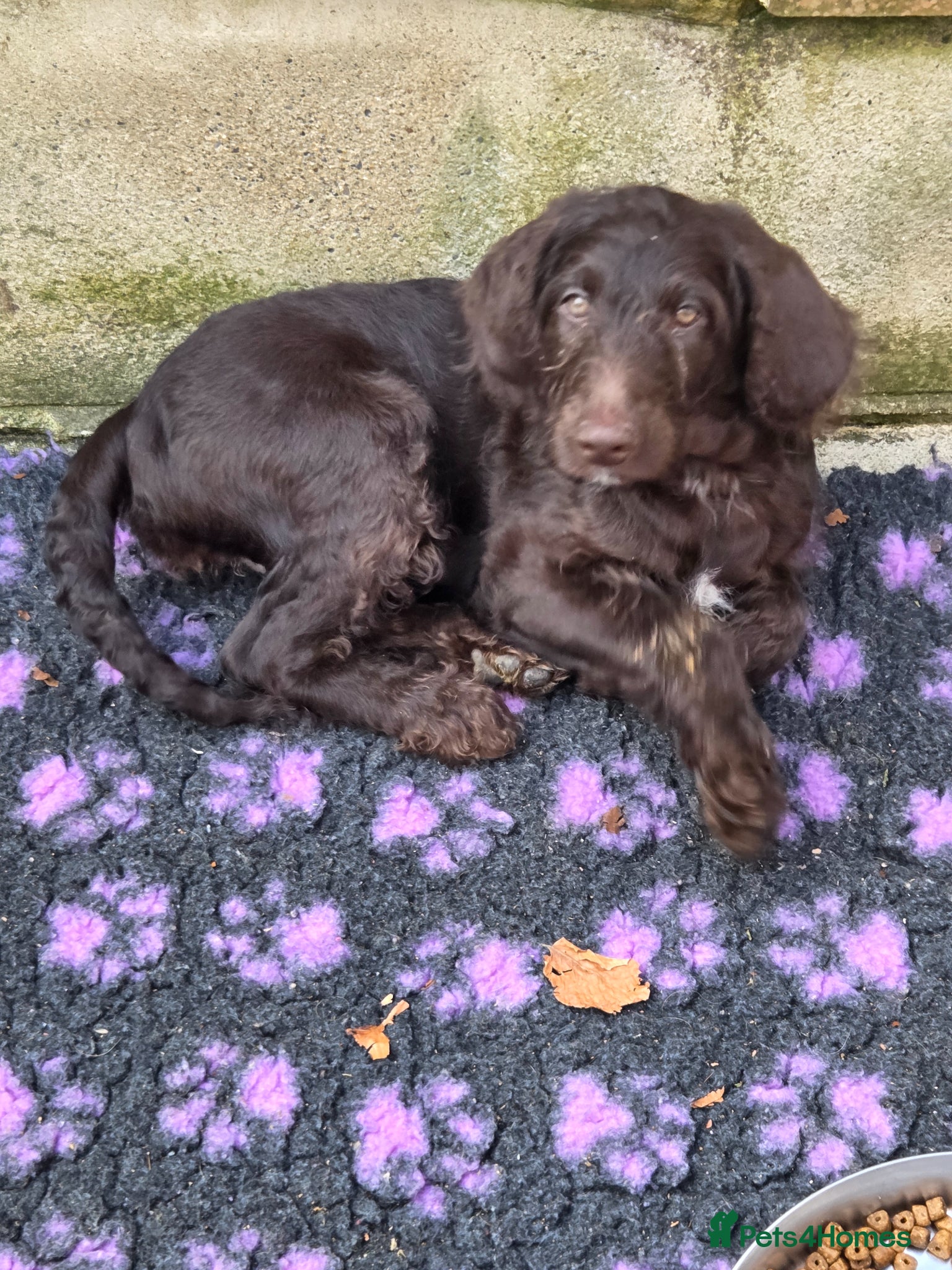 Goldendoodle dogs YORKSHIRE LAD AND LASSES  - Advert 13